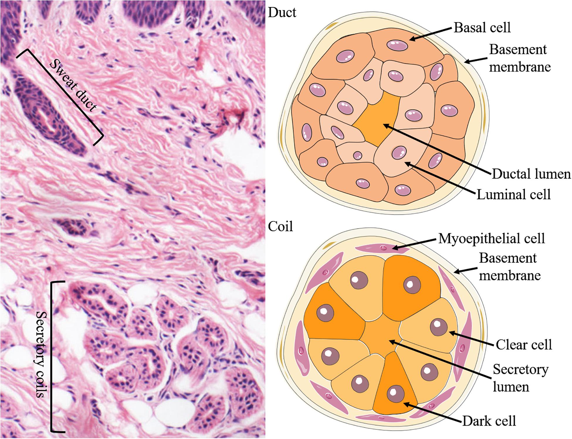 Frontiers Eccrine Sweat Gland And Its Regeneration Current Status