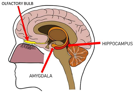 Figure 3 - Smell is sent through the olfactory bulb (yellow) to the amygdala and hippocampus areas (orange).