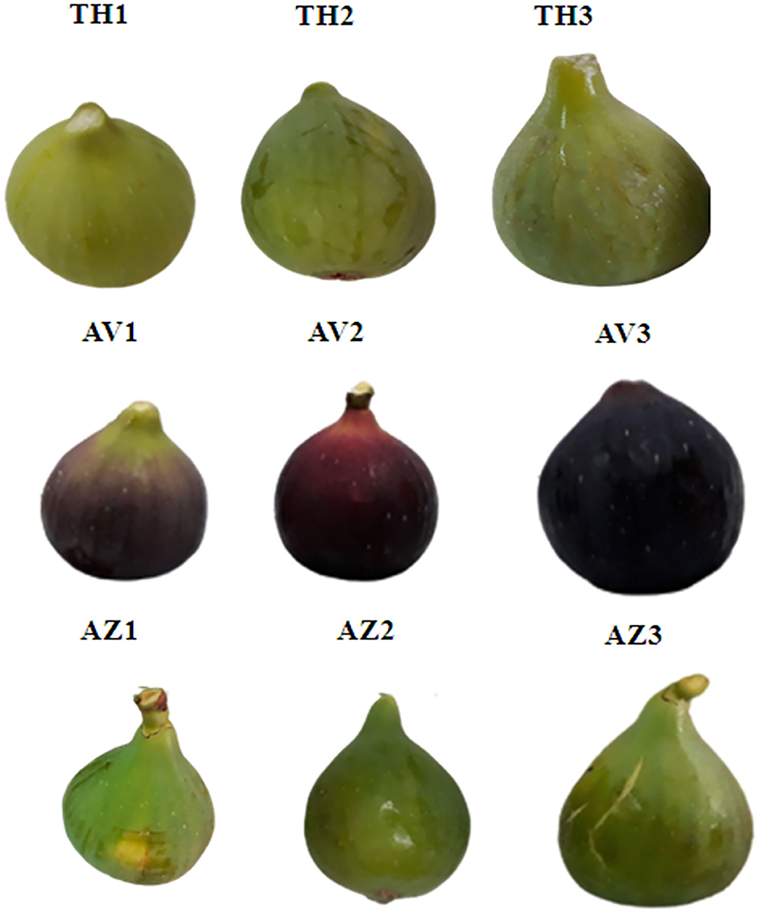 Q: Why are my Figs so Small?  All About the Size of Figs 