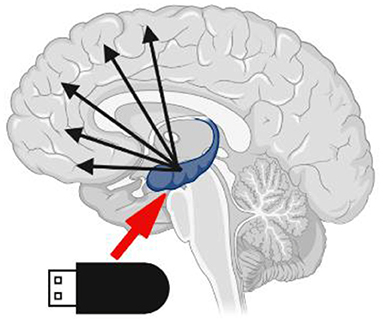 Figure 1 - The hippocampus (blue) acts as the short-term memory storage for the experiences of the day (like a USB).
