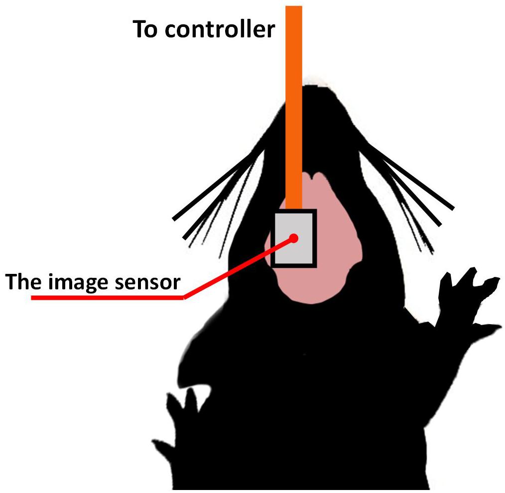 www.frontiersin.org