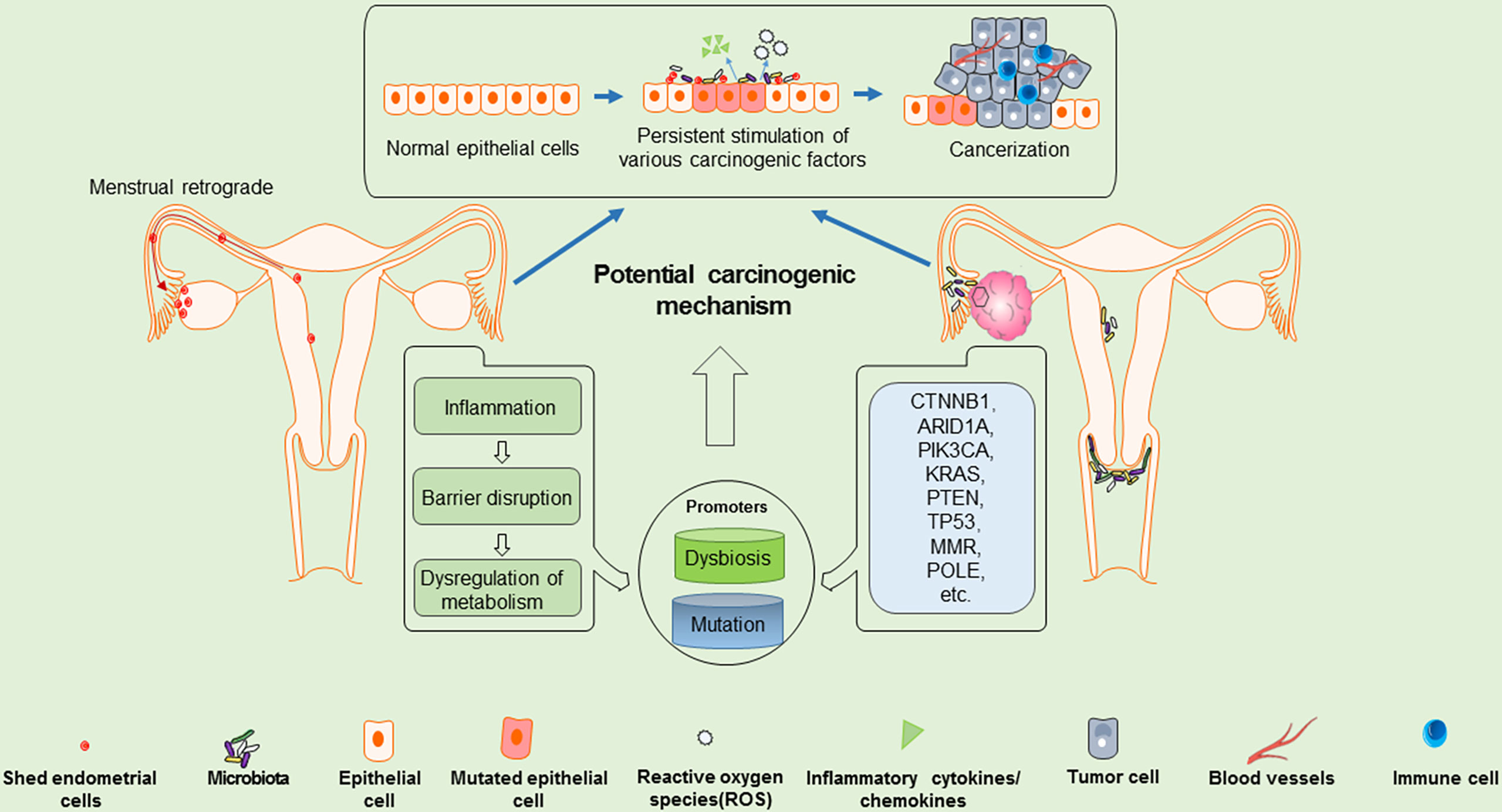 Frontiers A Review Of The Clinical Characteristics And Novel