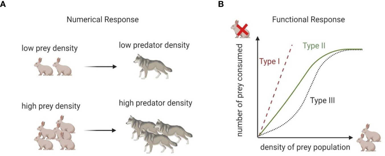 predator and prey