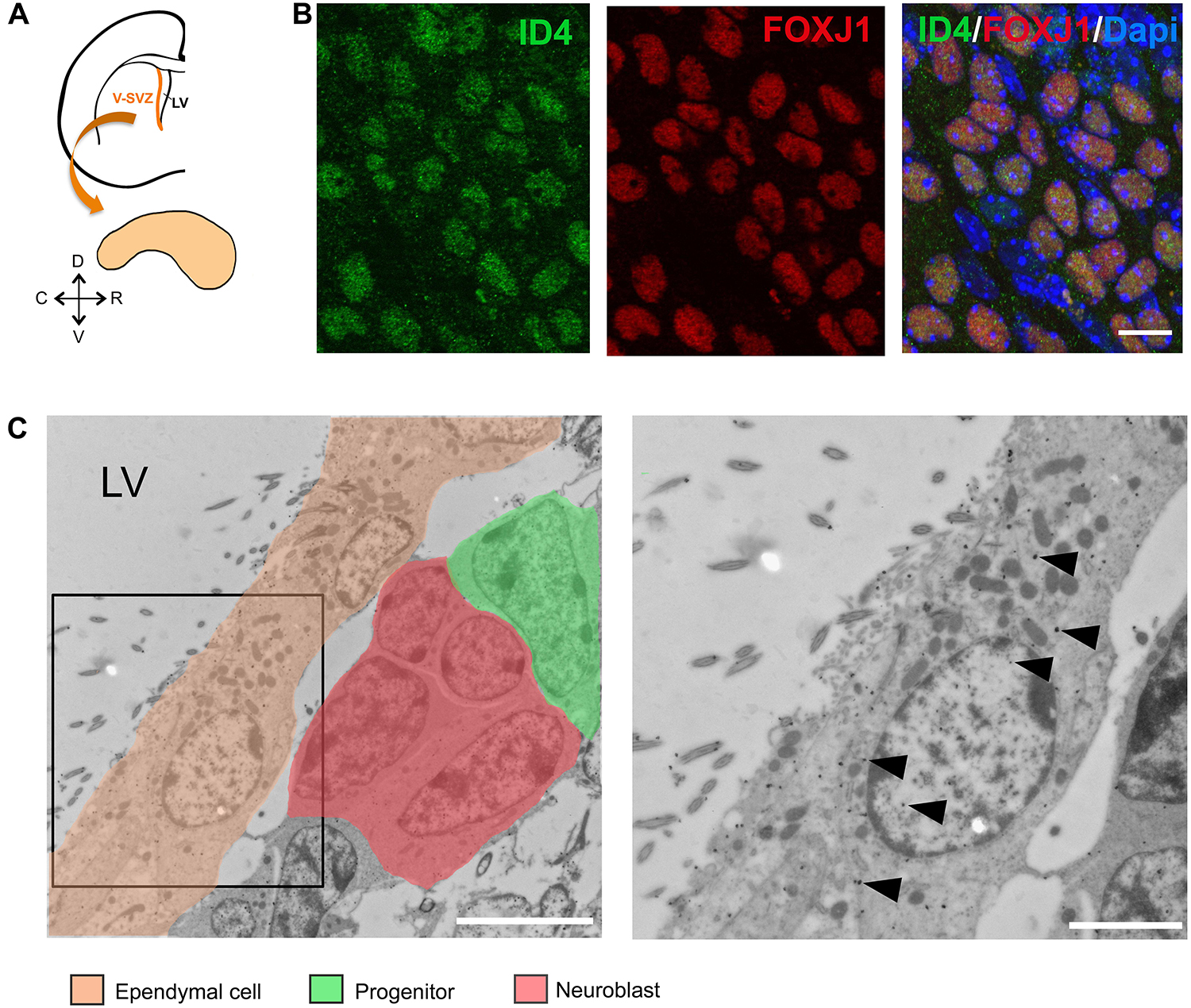 Frontiers | ID4 Is Required for Normal Ependymal Cell Development