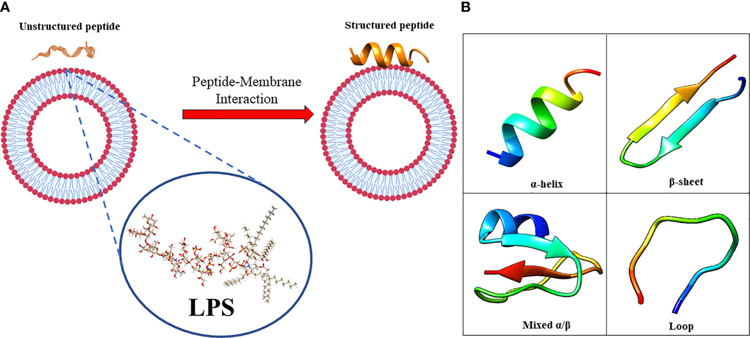 Frontiers | Antimicrobial Peptides: A New Hope in Biomedical and 