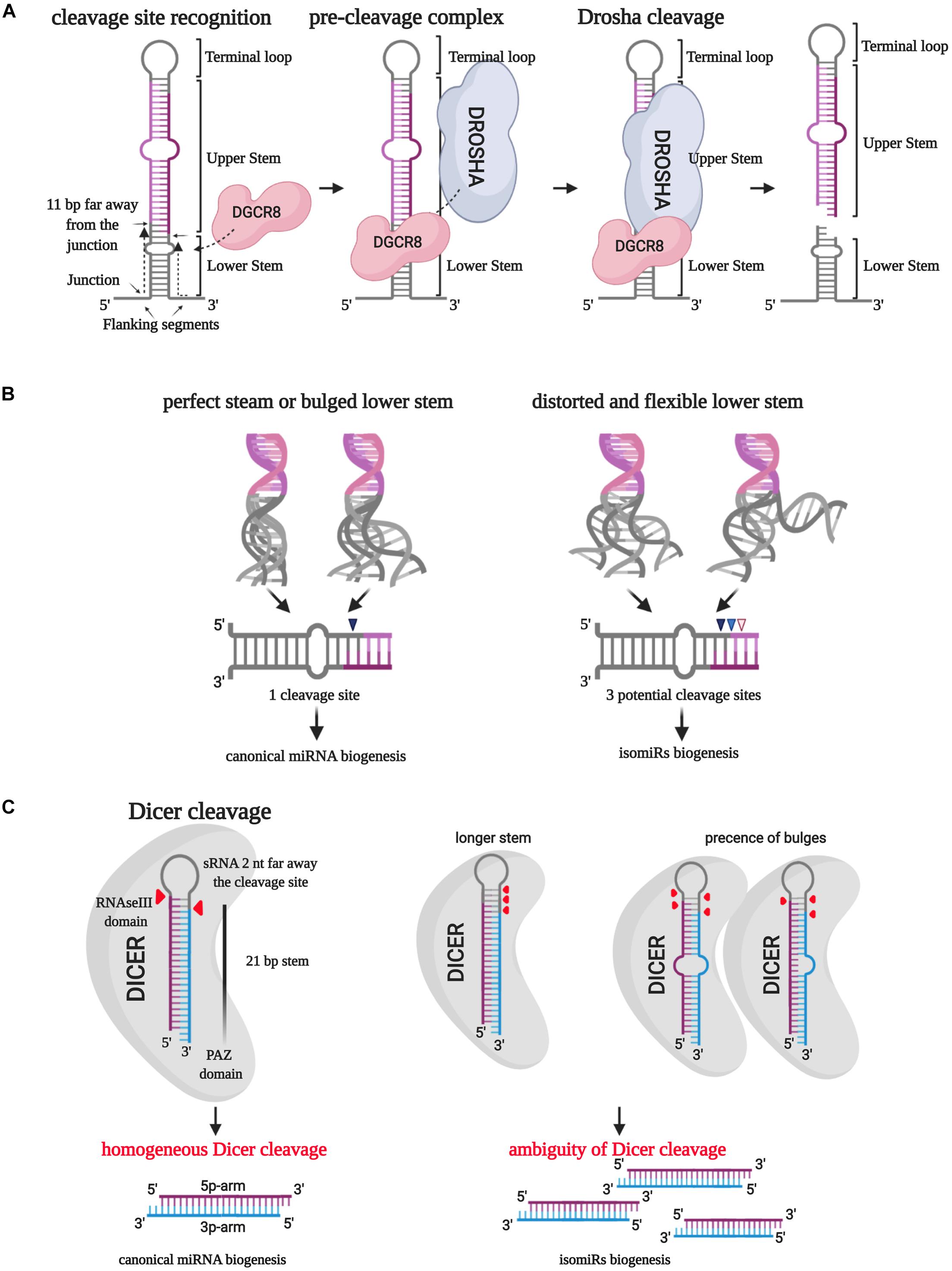 MicroRNA-411 and Its 5′-IsomiR Have Distinct Targets and Functions