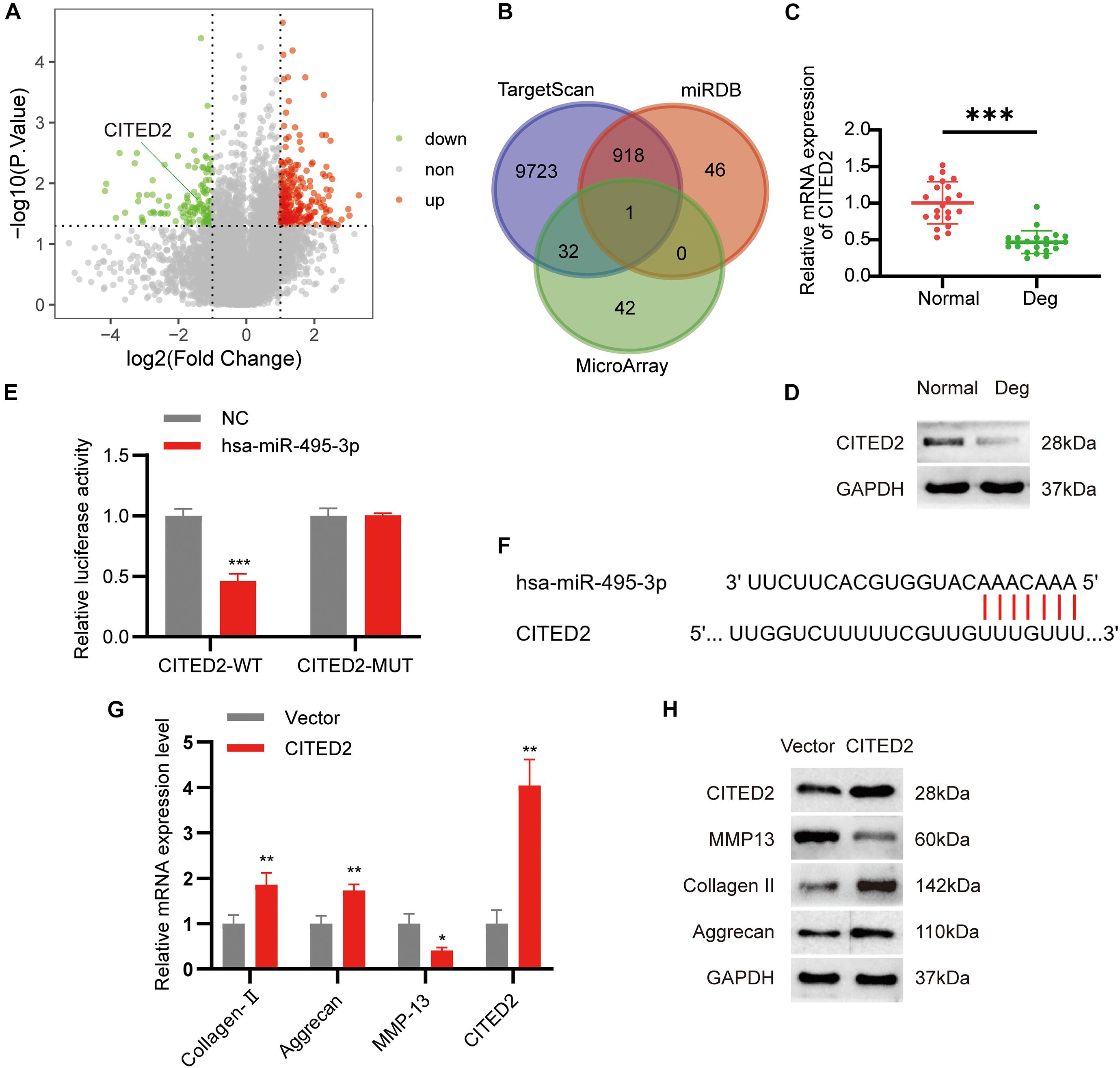 Frontiers Circsnhg5 Sponges Mir 495 3p And Modulates Cited2 To Protect Cartilage Endplate From