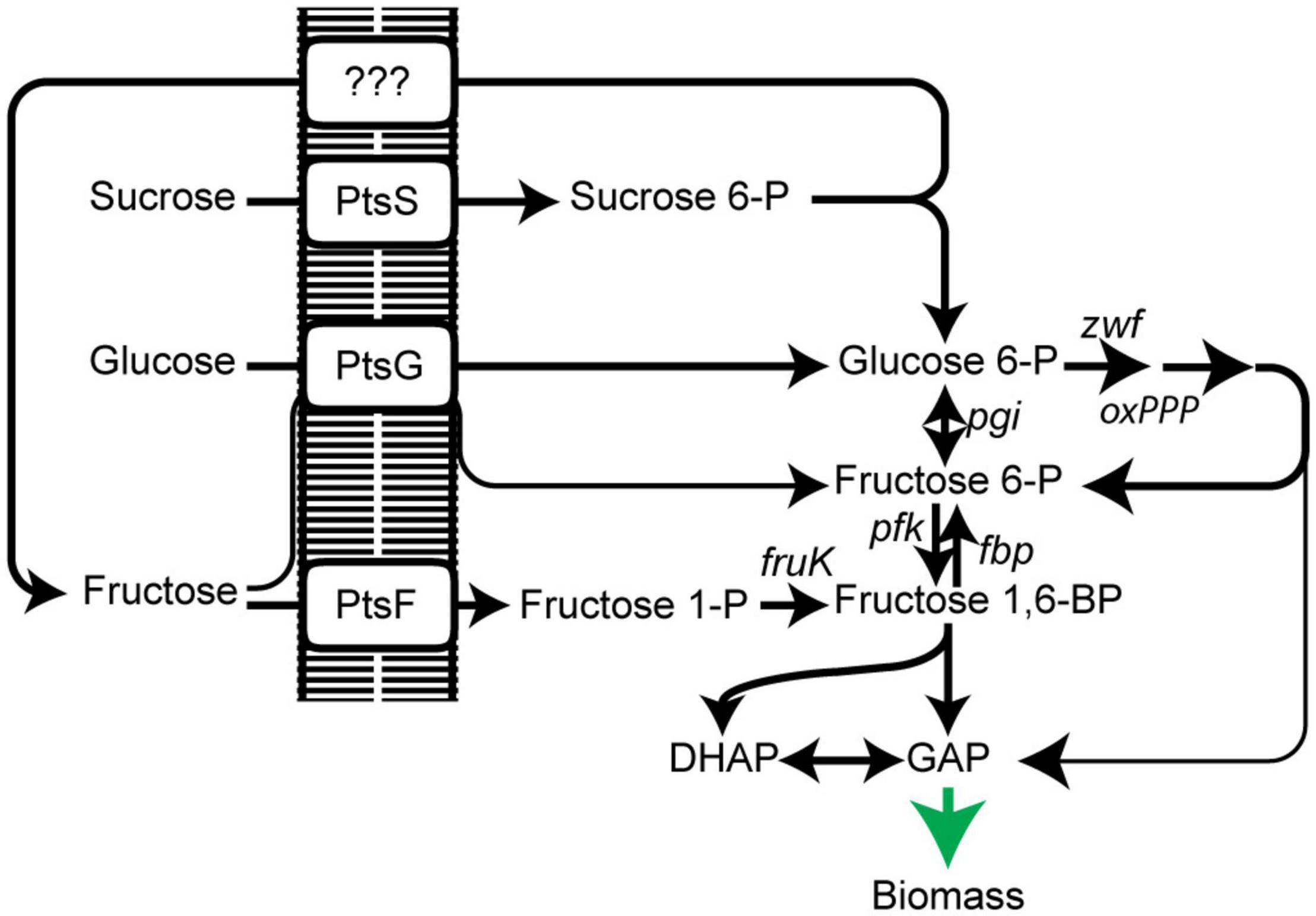 Frontiers  Evolving a New Efficient Mode of Fructose Utilization for  Improved Bioproduction in Corynebacterium glutamicum