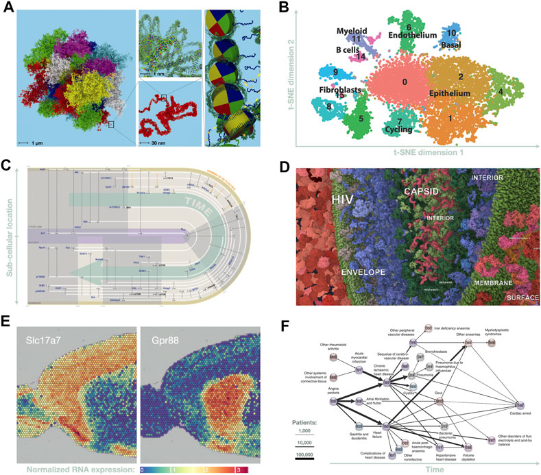 Visualizing the Evolution of Vision and the Eye