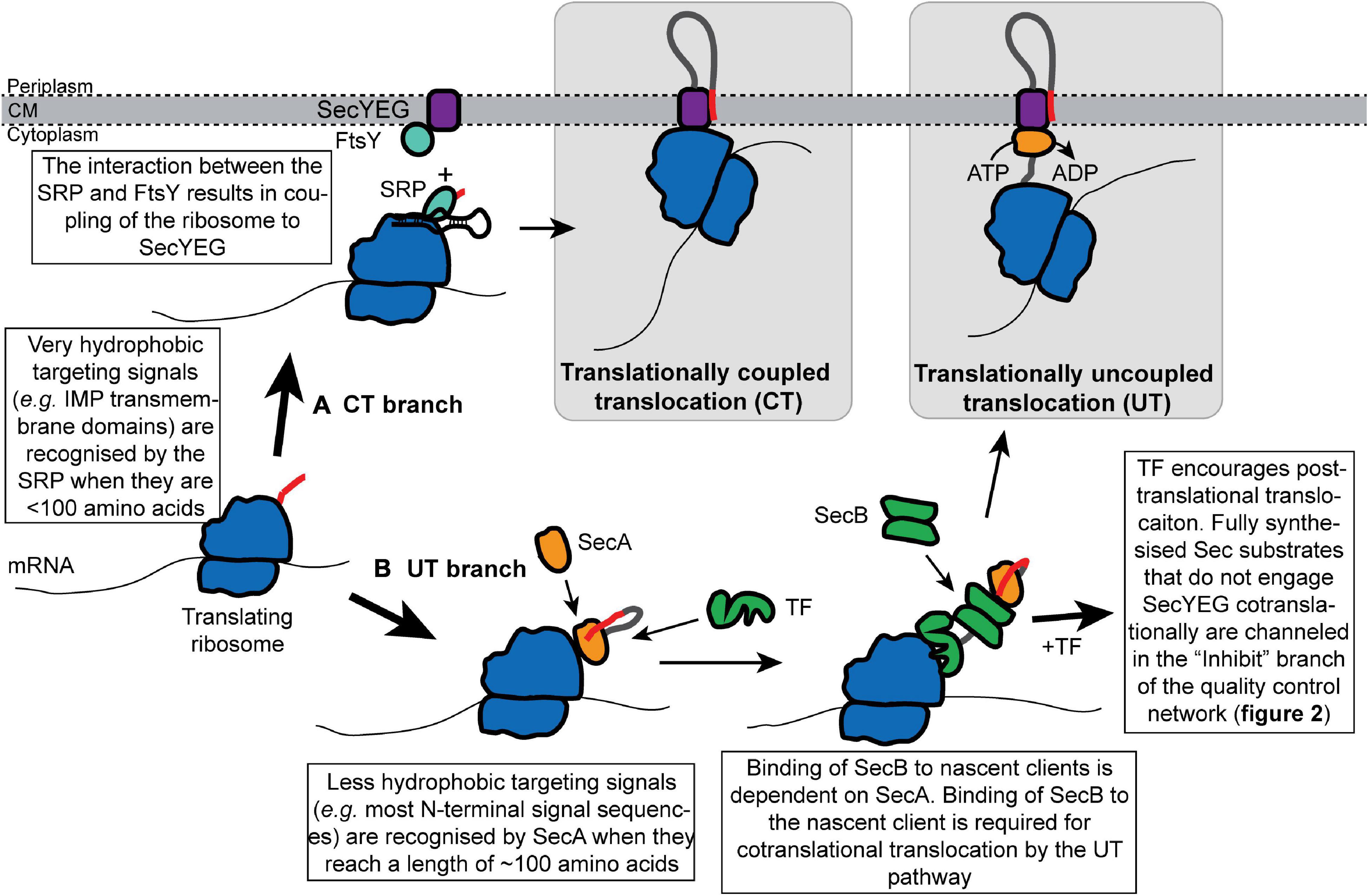 Nature and Regulation of Protein Folding on the Ribosome: Trends in  Biochemical Sciences