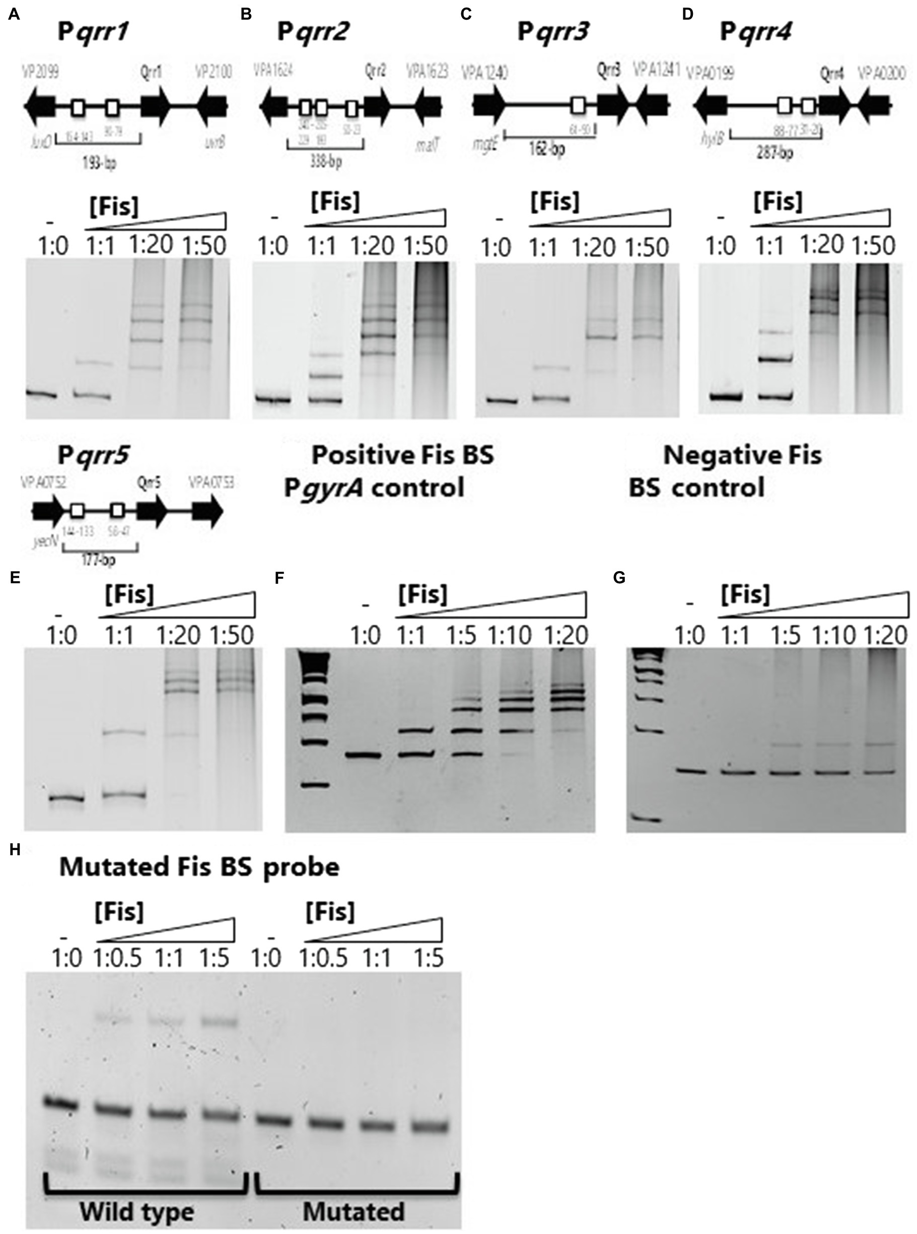 Electrophoretic mobility shift assay (EMSA) for testing the DNA binding  ability of Stl constructs.