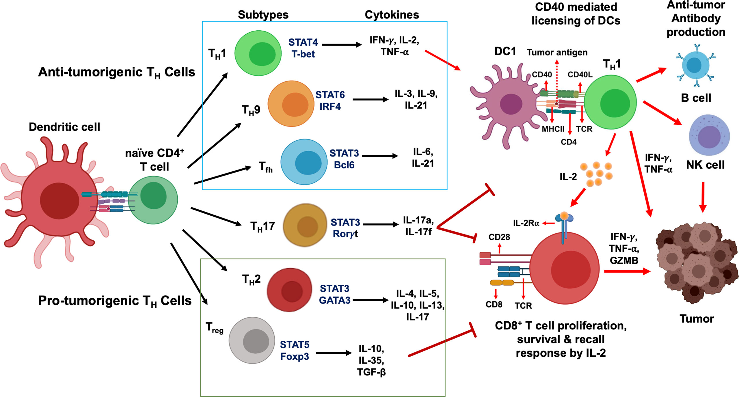 Frontiers Differentiation And Regulation Of Th Cells A Balancing Act For Cancer Immunotherapy