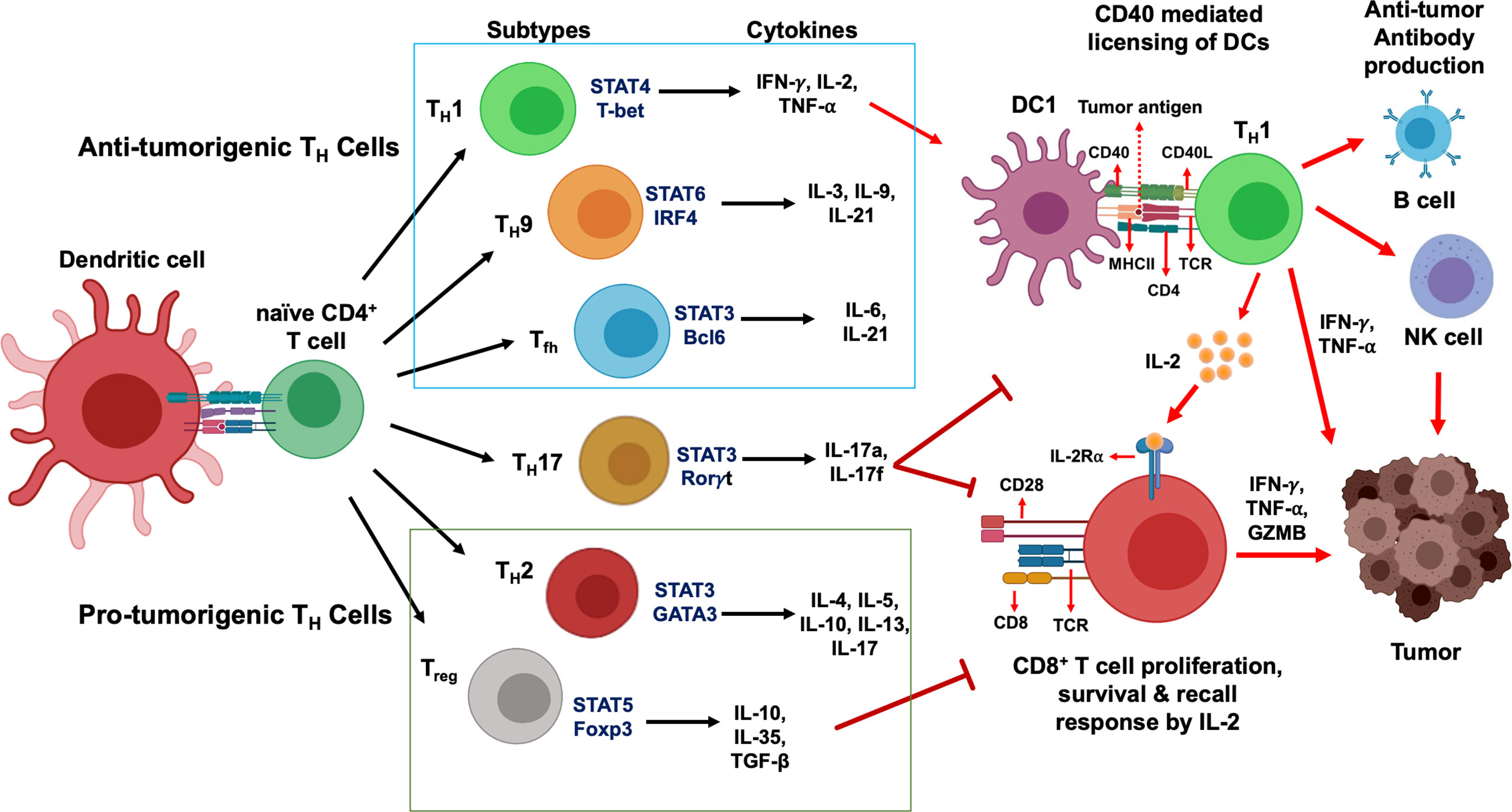 Gamma Cytokine C Pcr