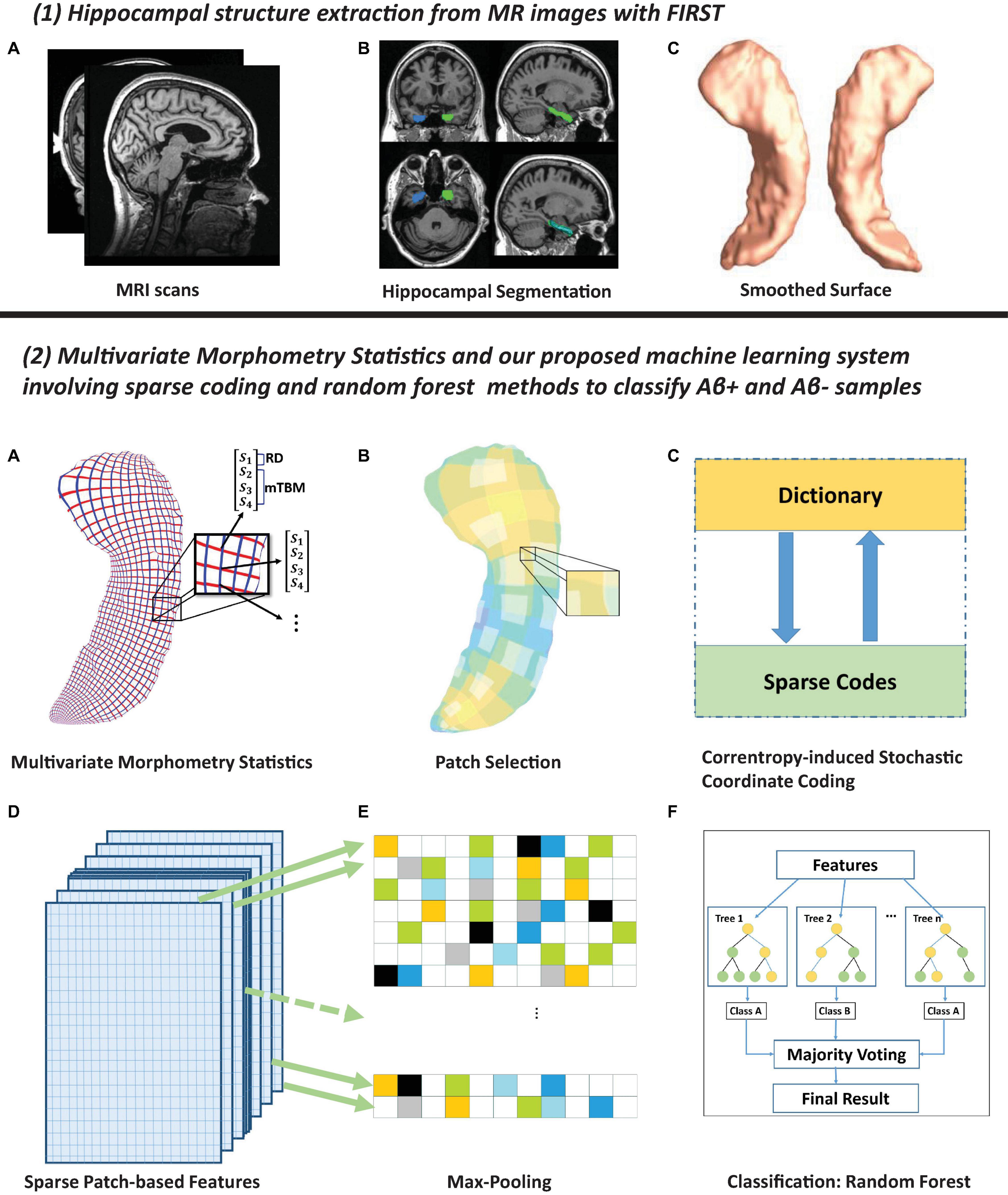 Frontiers Predicting Brain Amyloid Using Multivariate Morphometry Statistics, Sparse Coding, and Correntropy Validation in 1,101 Individuals From the ADNI and OASIS Databases