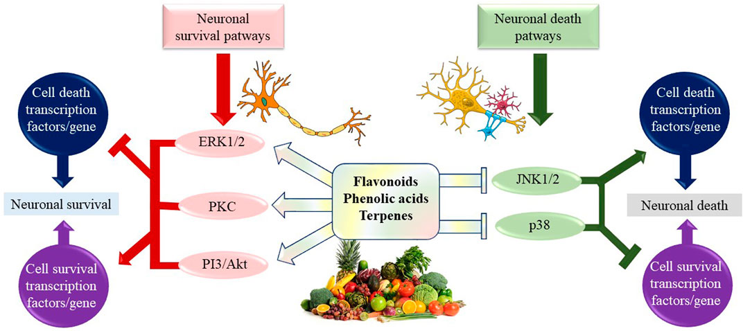 Natural Bioactive Molecules as Neuromedicines for the Treatment/Prevention  of Neurodegenerative Diseases