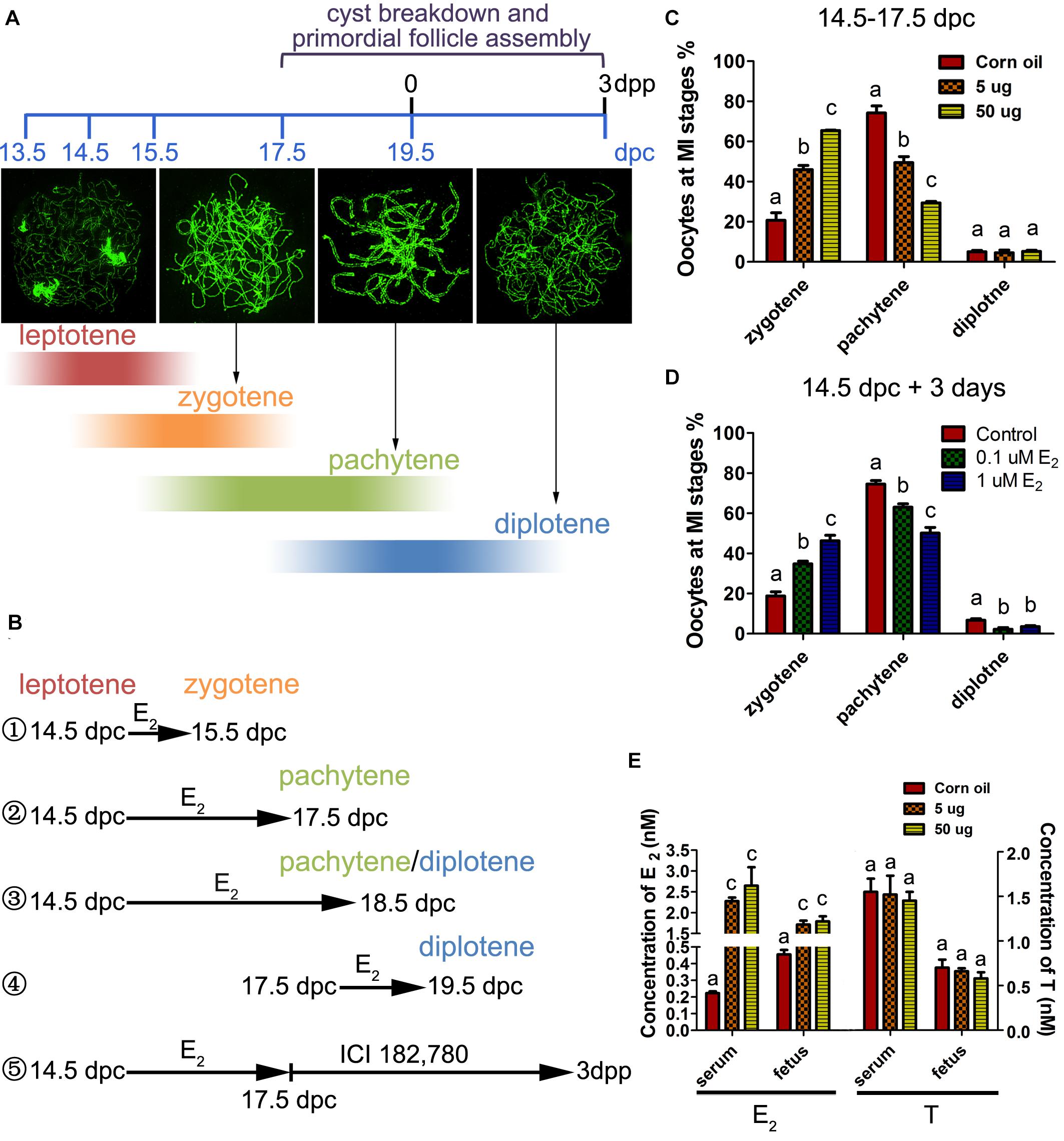 Slowed MPI progression and increased DNA repair players in 15.5