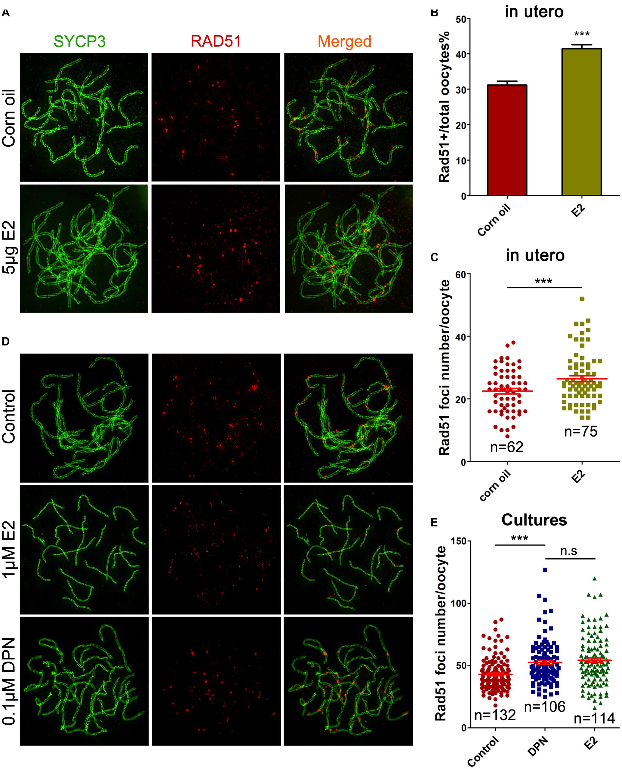 Slowed MPI progression and increased DNA repair players in 15.5