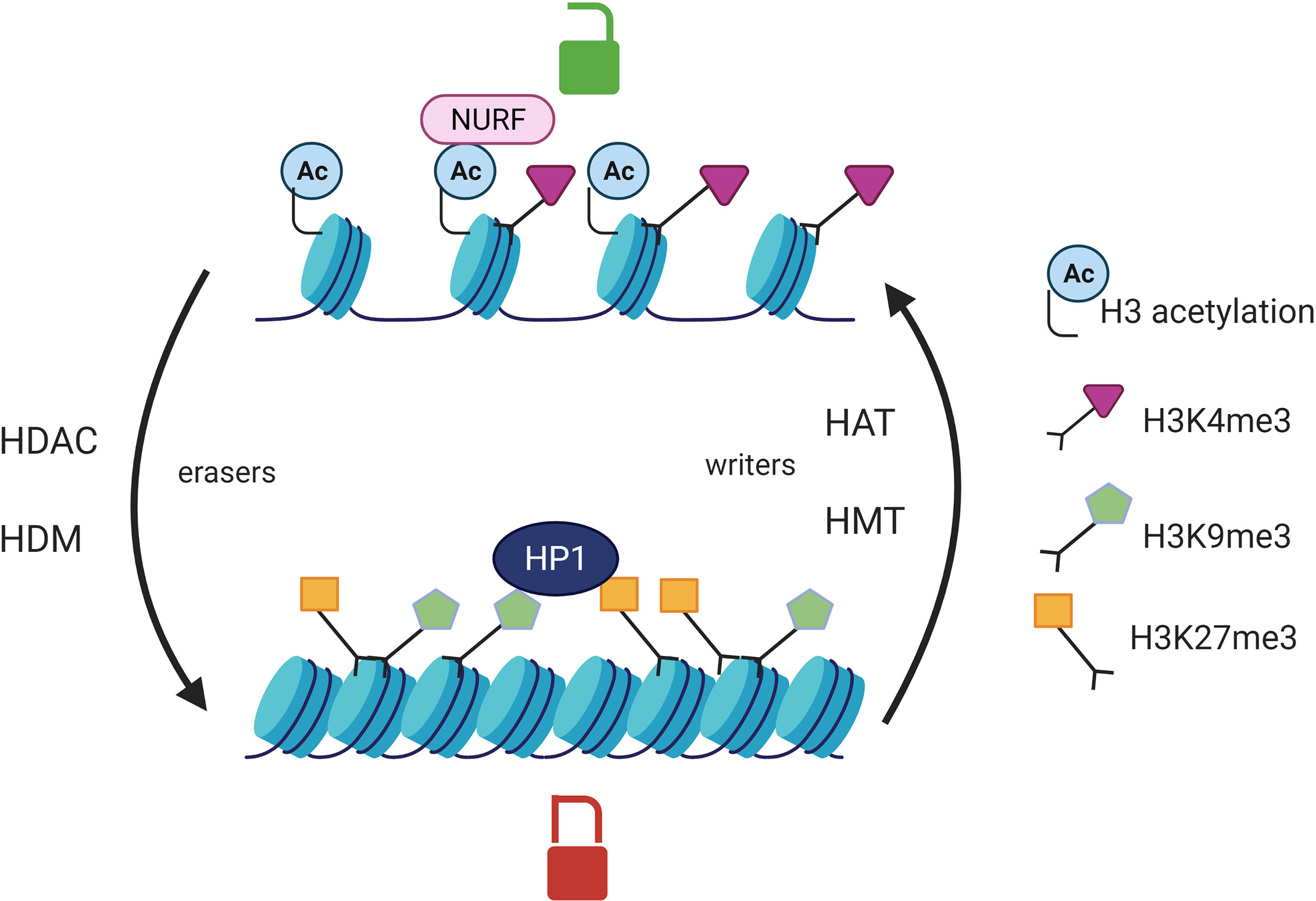 ChIP analysis of histone modifications at the Ig e locus in CL-01 cells