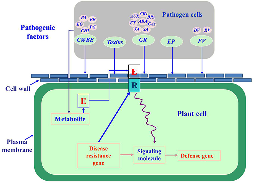 Frontiers | Research Progress on Phytopathogenic Fungi and Their Role as  Biocontrol Agents