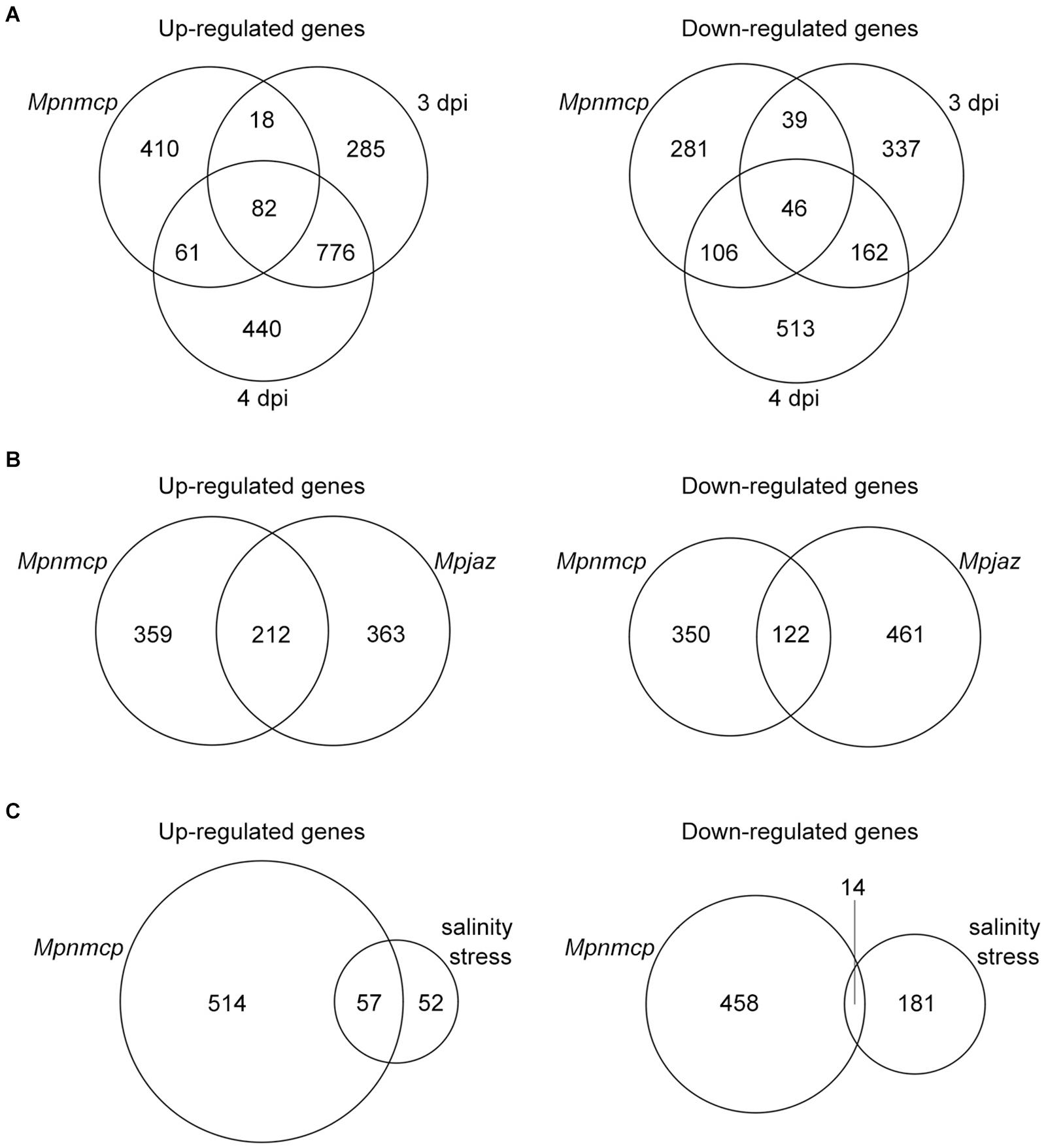 Frontiers | Characterization of a Plant Nuclear Matrix Constituent ...