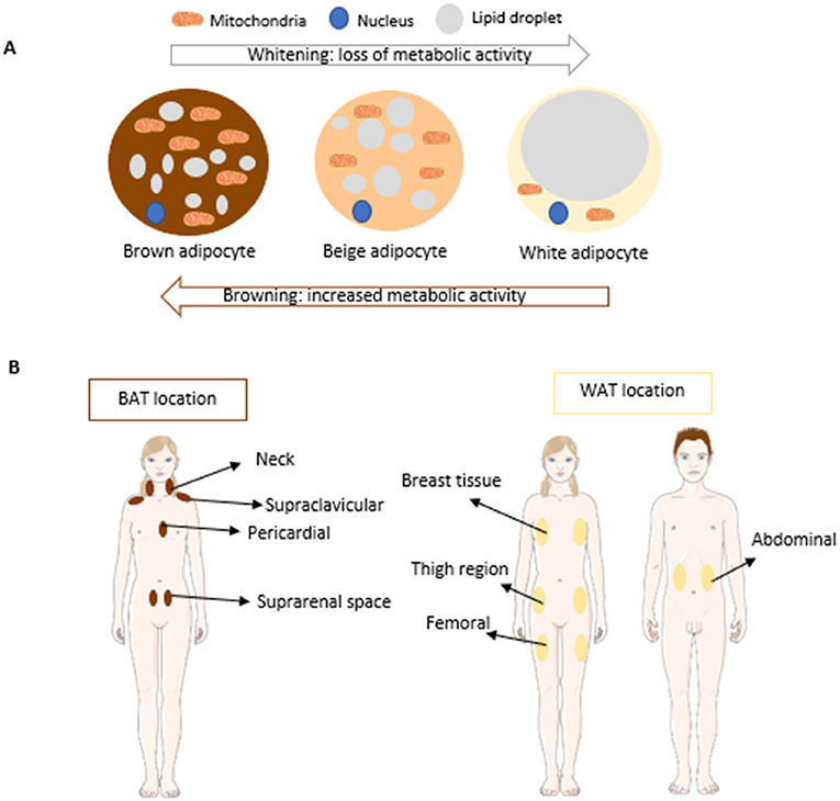 Figure 1 - (A) Brown adipocytes are characterized by high numbers of cellular structures called mitochondria, which makes BAT the most metabolically active type of adipose tissue.