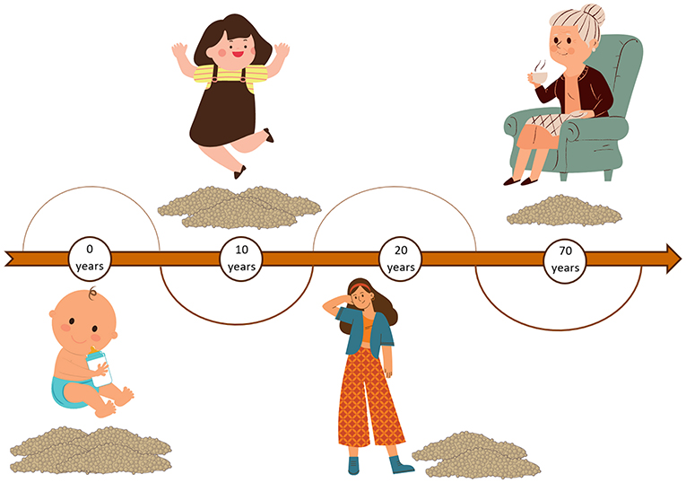 Figure 2 - As we get older, the amount of BAT in our bodies decreases and is converted to WAT.