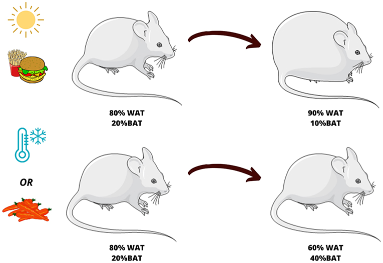 Figure 3 - Unhealthy habits, such as eating too many foods with high fat and sugar content and/or not getting enough exercise, lead to an increase in WAT and to the whitening of BAT, because the adipocytes have to store high amounts of fat.