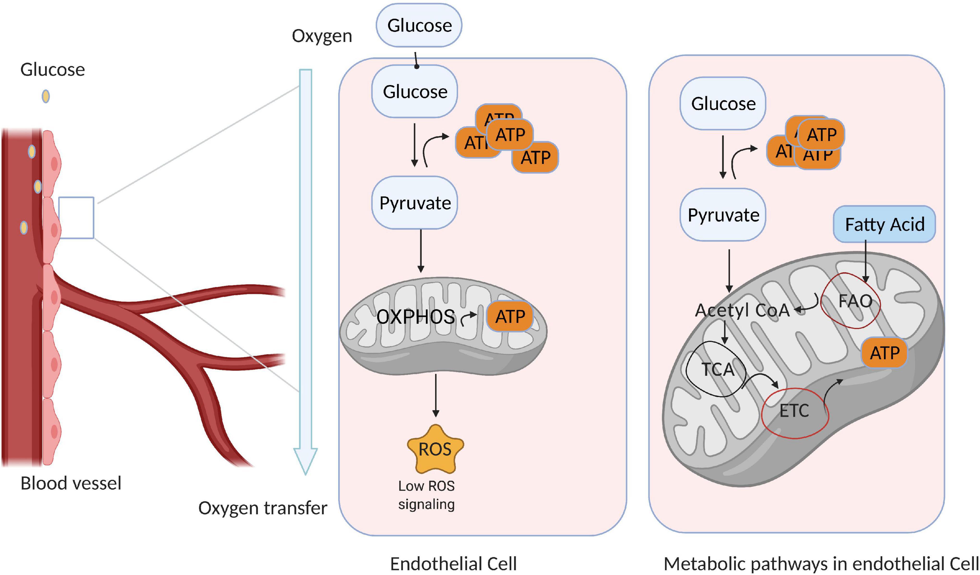 Frontiers | Hypoxia-Inducible Factor Regulates Endothelial Metabolism ...