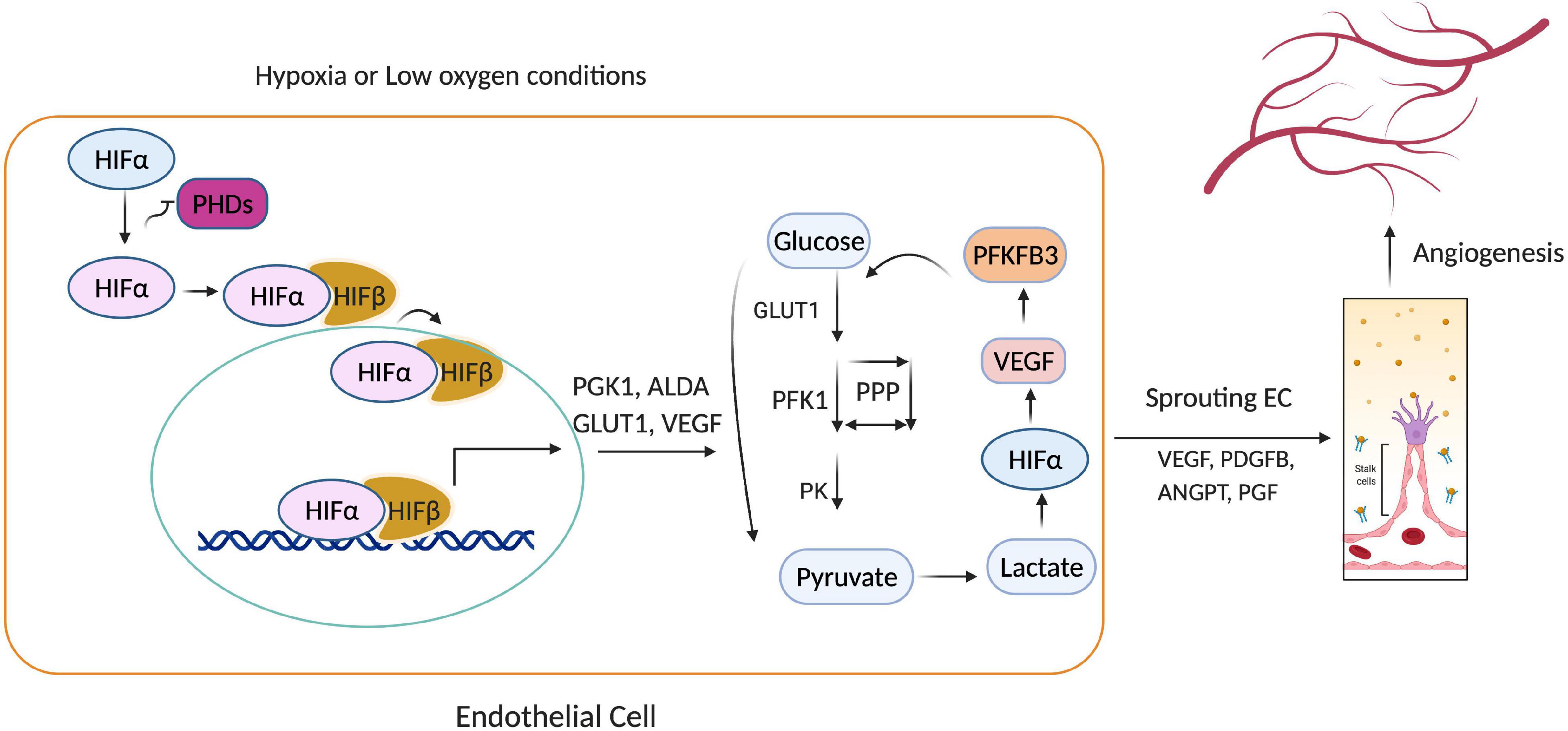 Frontiers | Hypoxia-Inducible Factor Regulates Endothelial Metabolism ...