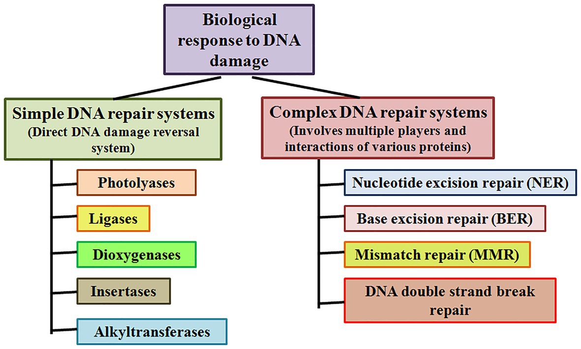 DNA repair systems