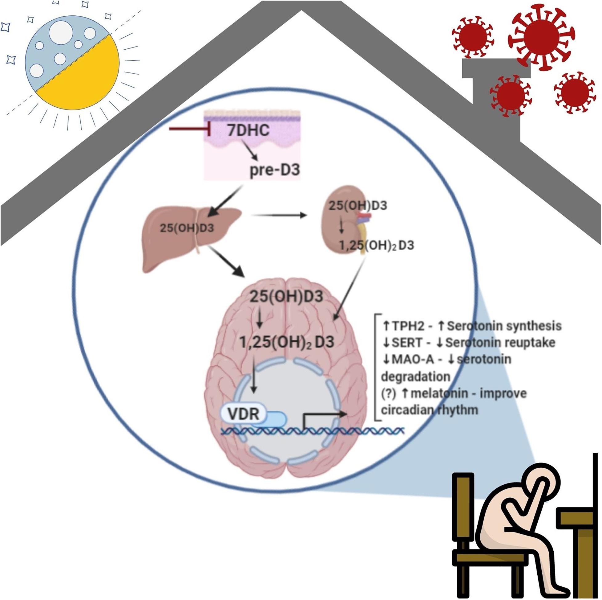 Frontiers  Vitamin A deficiency and vitamin A supplementation