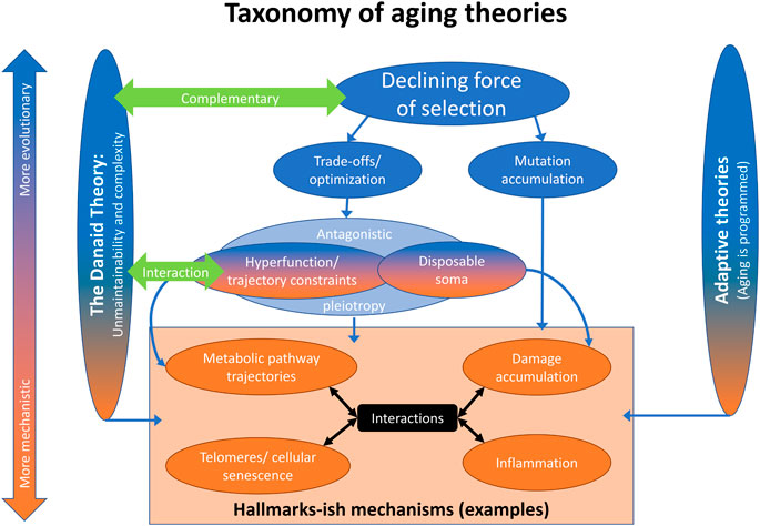 wear and tear theory of aging