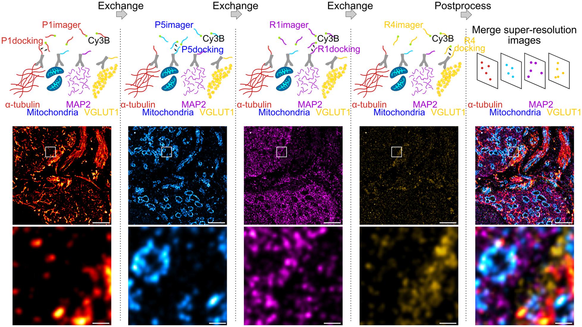 Reconstructing Soma–Soma Synapse-like Vesicular Exocytosis with DNA Origami