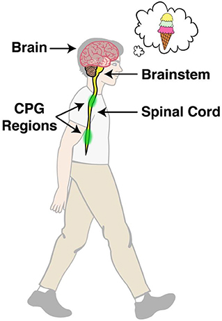 Figure 1 - The approximate size and location of the brain, brainstem, and spinal cord, which collectively make up the central nervous system.
