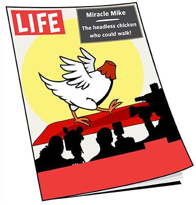 Figure 2 - Miracle Mike lived for almost 2 years after having his head removed, and he was even able to walk around.