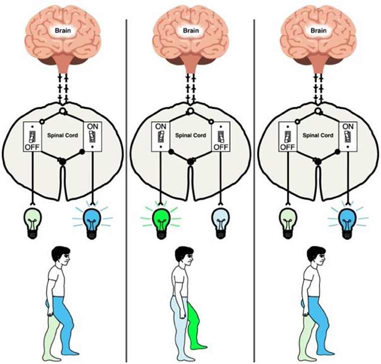 Figure 3 - CPGs are like light switches.