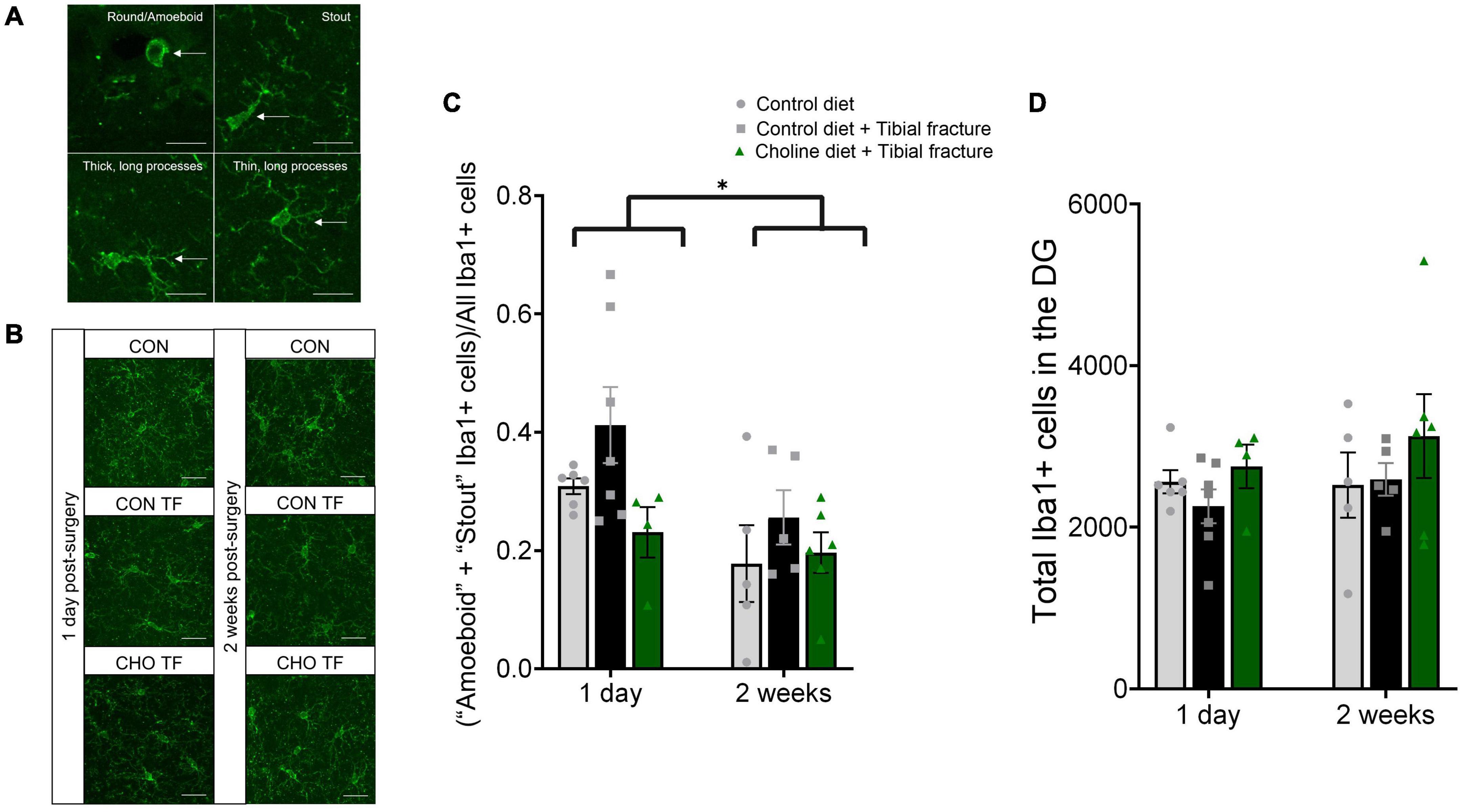 PDF) Plasma free choline, betaine and cognitive performance: the Hordaland  Health Study