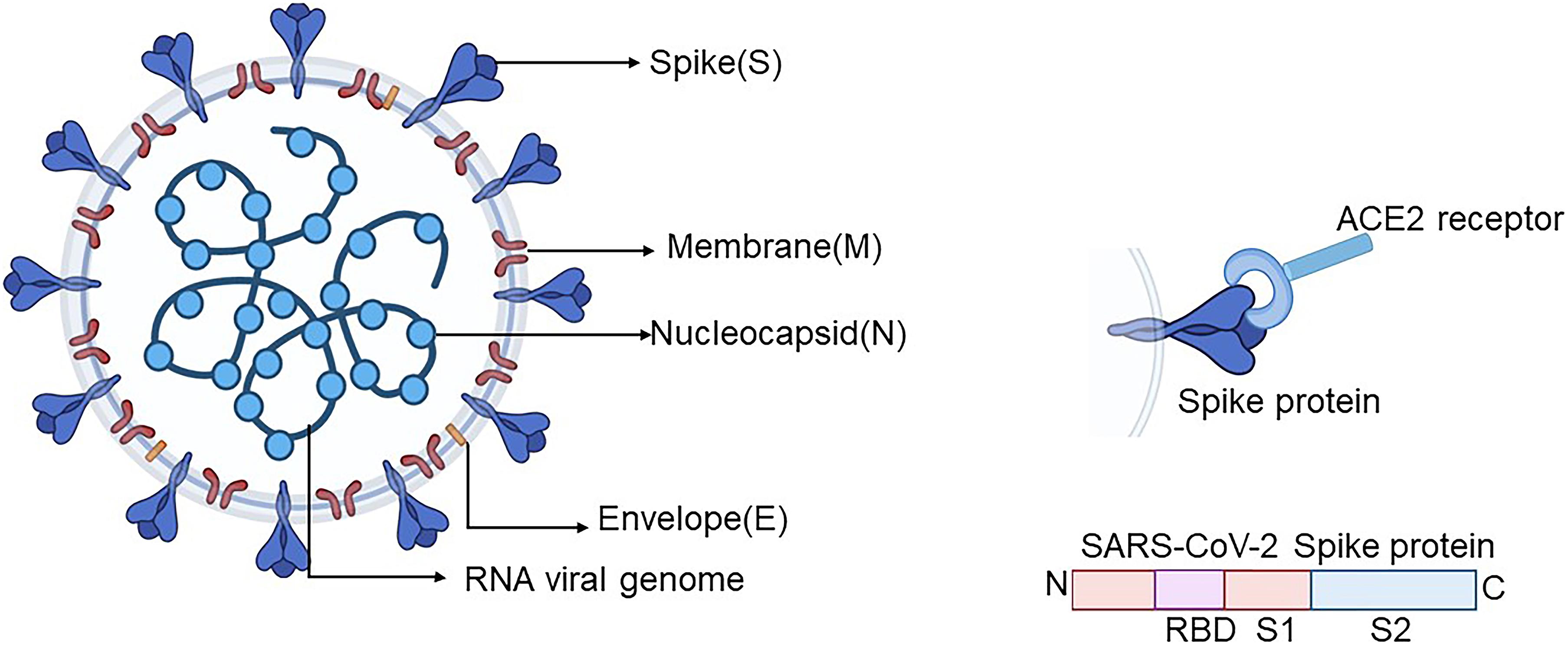 viral spike protein viral spike protein