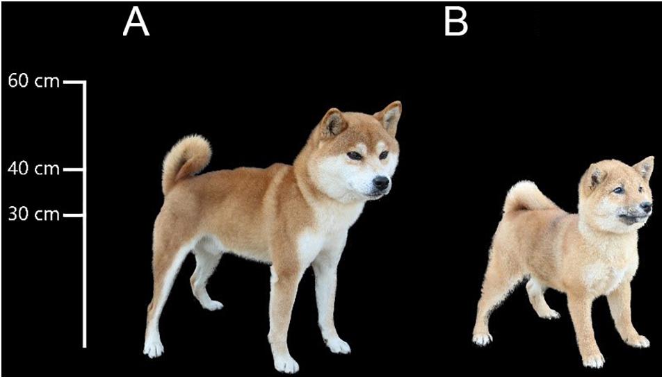 how can dog genetics be helpful to humans