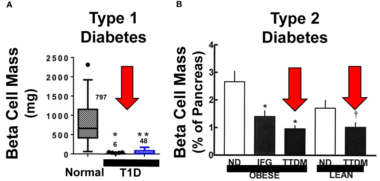 Frontiers Human Beta Cell Regenerative Drug Therapy For Diabetes Past Achievements And Future Challenges Endocrinology