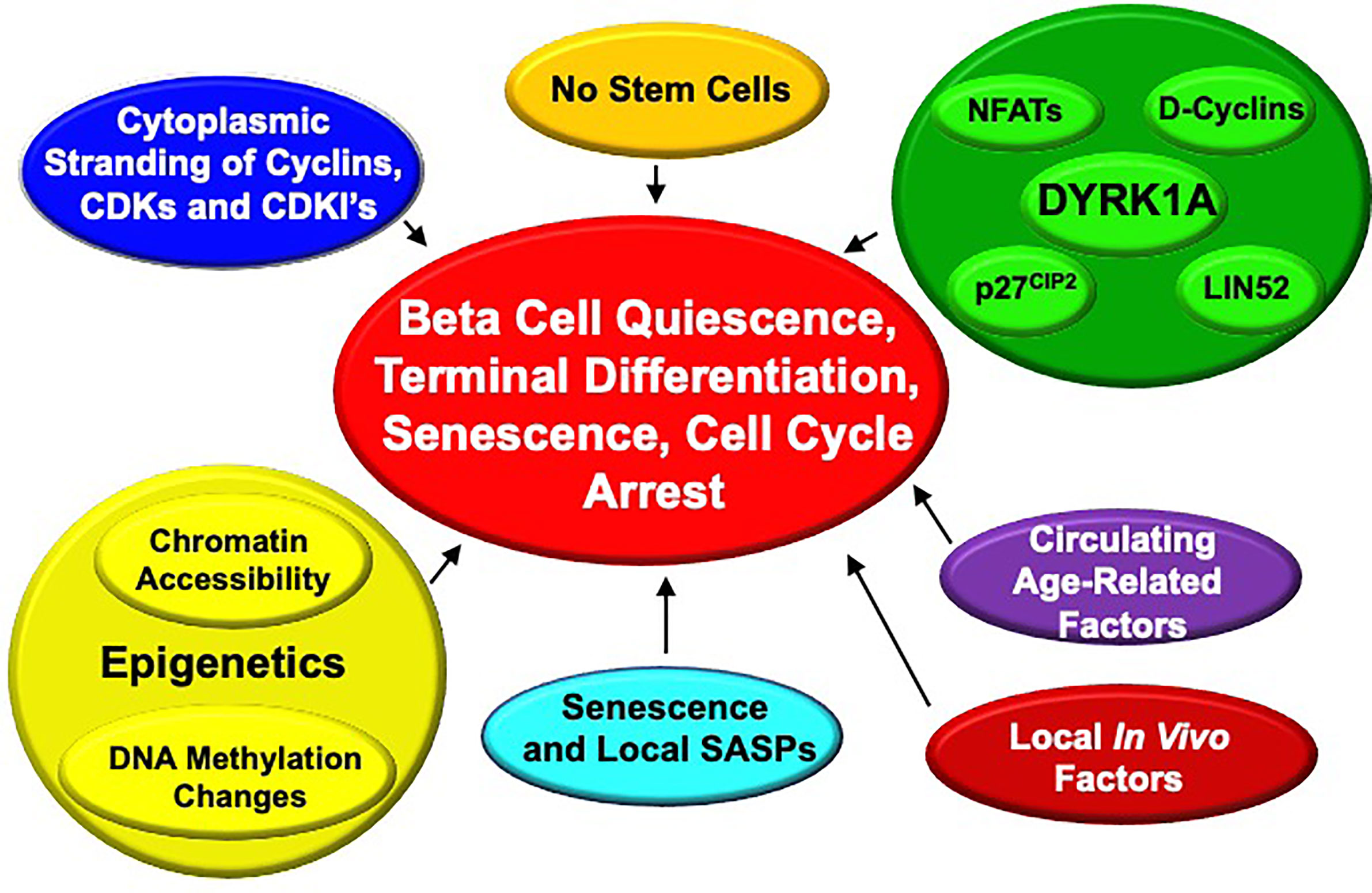 béta drug treatment diabetes)