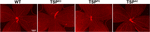 www.frontiersin.org