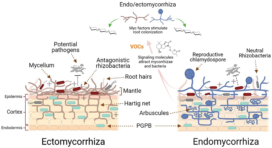 Frontiers | Mycorrhizal-Bacterial Amelioration of Plant Abiotic 