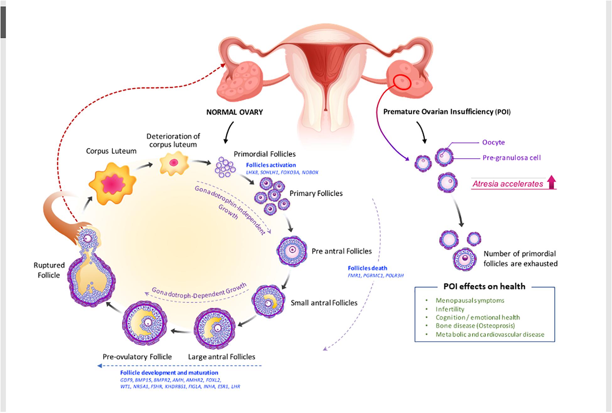 Premature Ovarian Failure Treatment