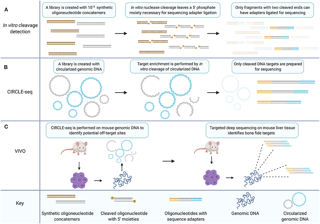 Genome-wide Mapping of Off-Target Events in Single-Stranded  Oligodeoxynucleotide-Mediated Gene Repair Experiments: Molecular Therapy