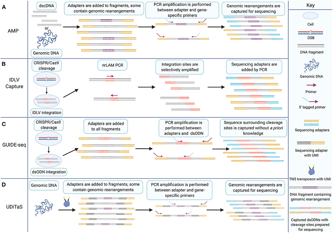 Genome-wide Mapping of Off-Target Events in Single-Stranded  Oligodeoxynucleotide-Mediated Gene Repair Experiments: Molecular Therapy