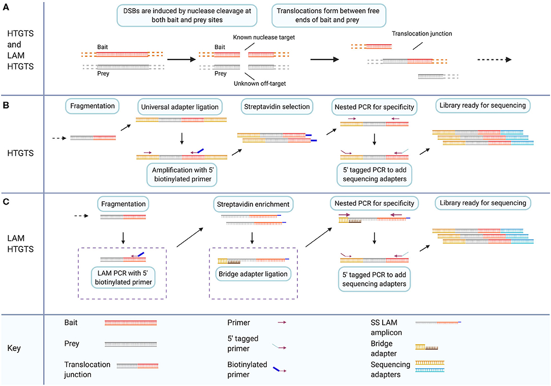 Genome-wide Mapping of Off-Target Events in Single-Stranded  Oligodeoxynucleotide-Mediated Gene Repair Experiments: Molecular Therapy