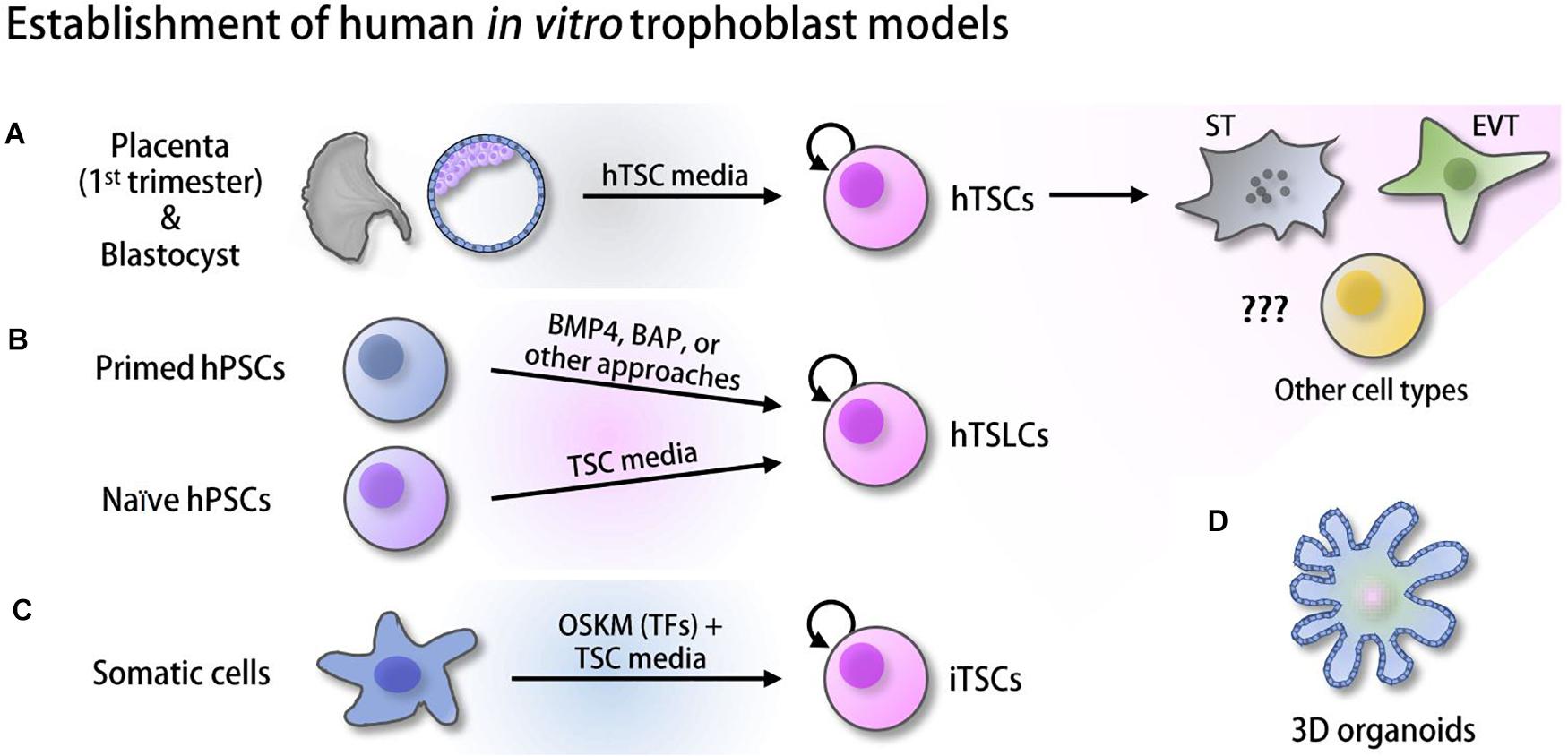 Relationships between homeoprotein EGAM1C and the expression of the  placental prolactin gene family in mouse placentae and trophoblast stem  cells in: Reproduction Volume 141 Issue 2 (2011)