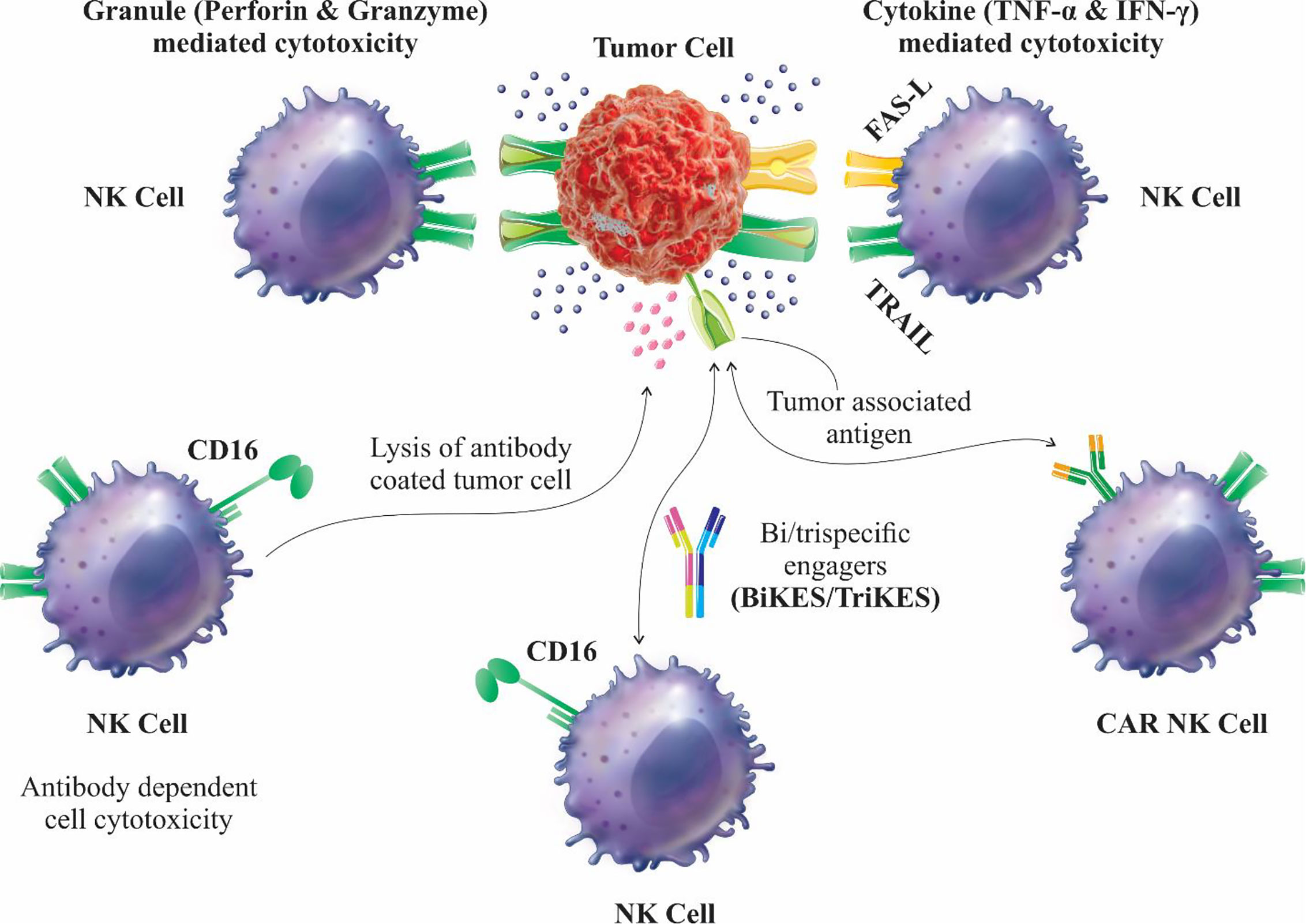 Frontiers CARNK Cell A New Paradigm in Tumor Immunotherapy