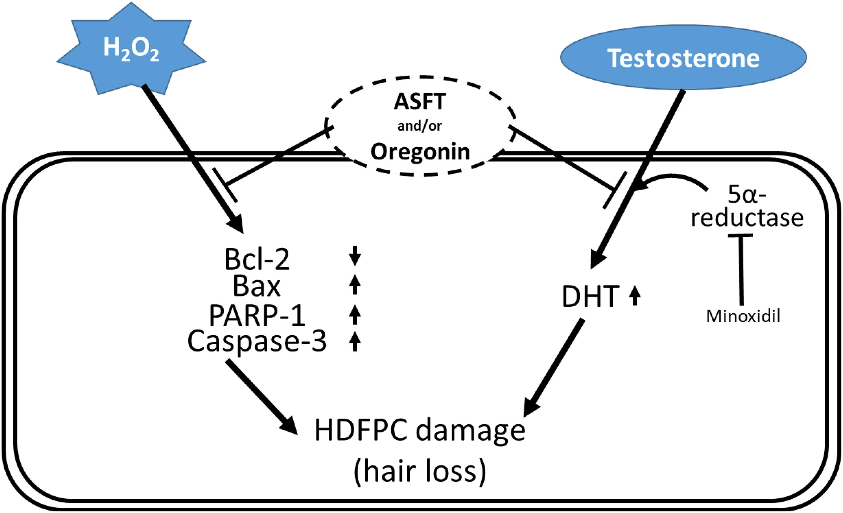 HAIR TONIC FORMULATION OF CLOVE LEAVES SYZYGIUM AROMATICUM ETHANOL  EXTRACT AND THE EFFECTIVENESS ON RABBIT HAIR GROWTH  Semantic Scholar